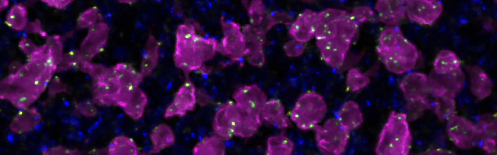 Close up of purple and blue cells on a black background