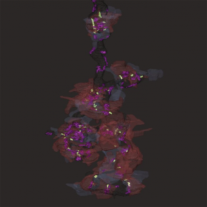 Neuron Connections: Electron microscopy image of a bipolar cell terminal